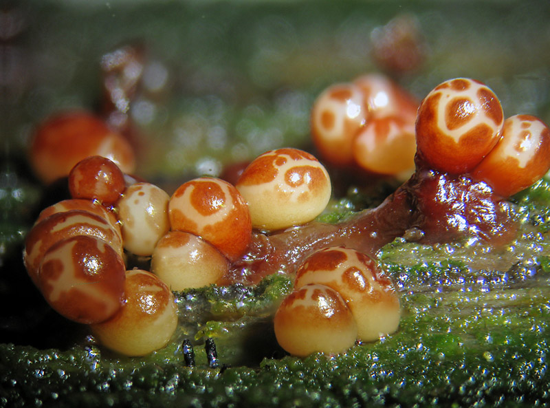 Trichia botrytis